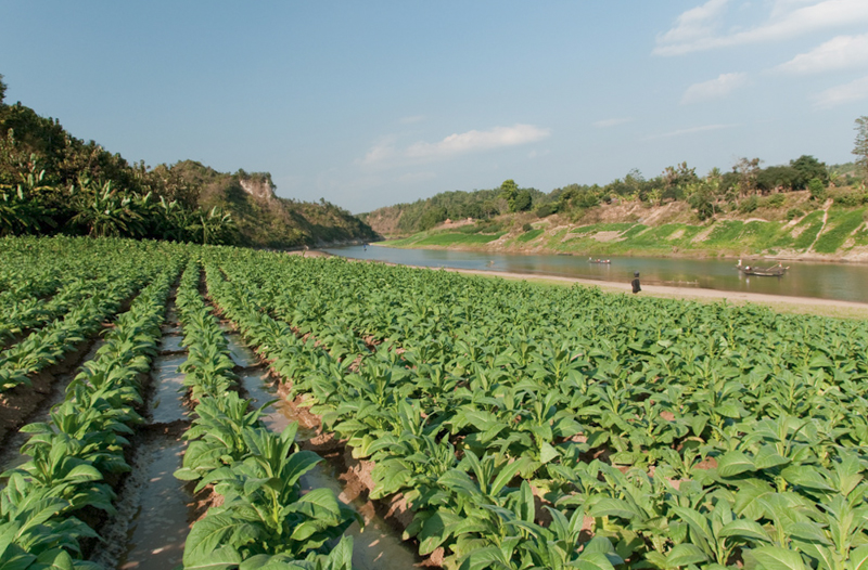 Plantation de tabac ; Sangu River ; Bandarban ; Chittagong Hill Tracts