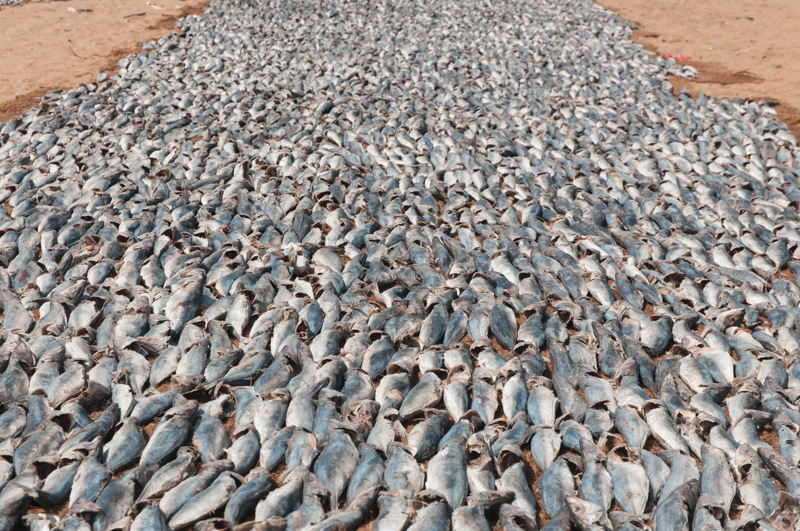 Marché aux poissons, Negombo